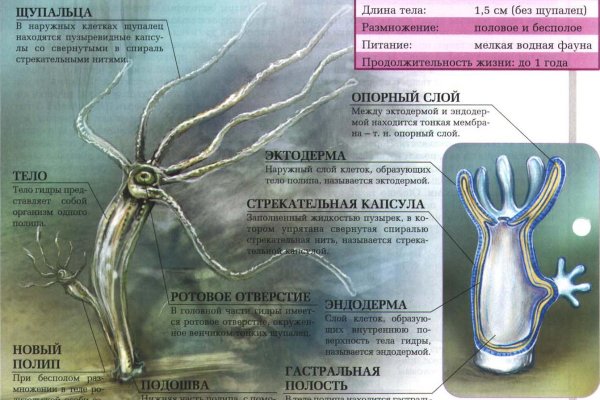 Украли аккаунт на кракене что делать